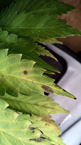 Growreport Bild 13