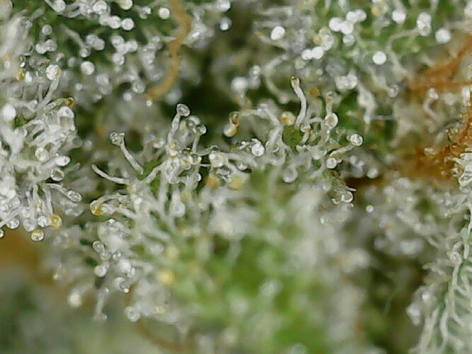 Growreport Bild 7