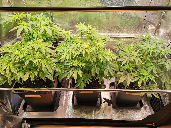 Mix grow BT19 (4)