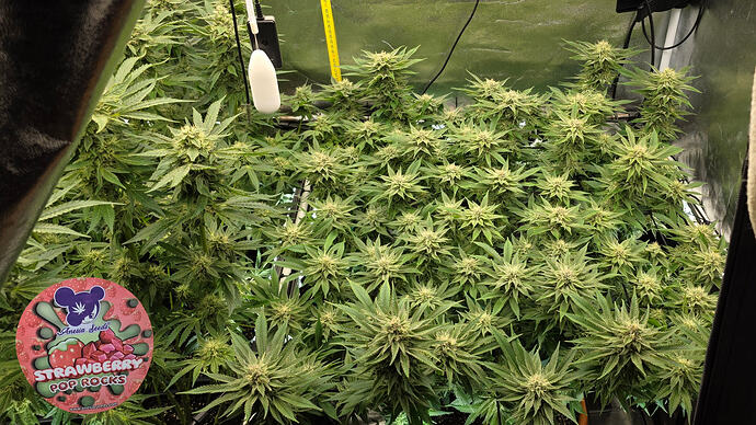 Growreport Bild 5