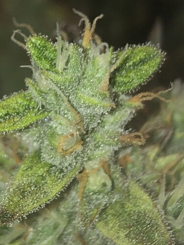 Growreport Bild 2