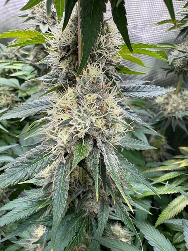 Growreport Bild 8