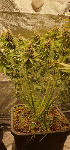 Growreport Bild 4