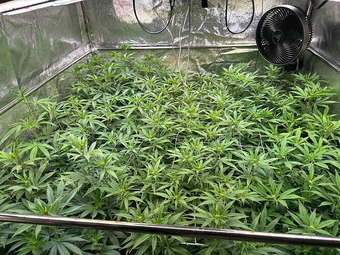 Growreport Bild 80