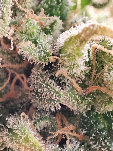 Growreport Bild 76