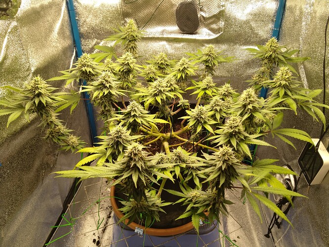 Growreport Bild 8