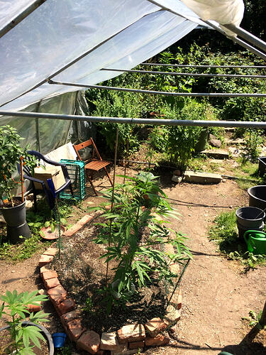Grow26071001