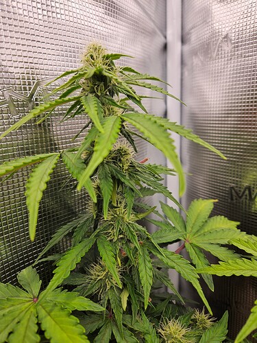 Growreport Bild 75