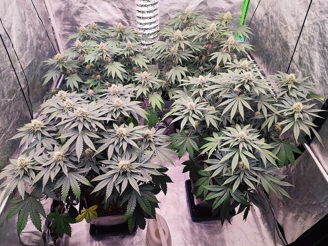 Growreport Bild 20