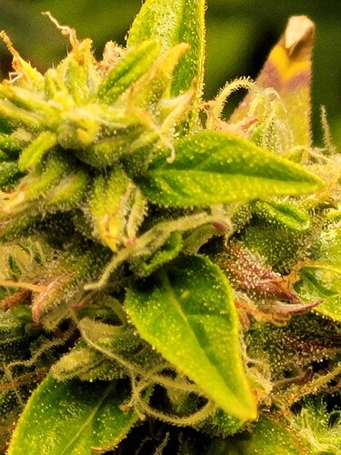 Growreport Bild 13