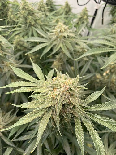 Growreport Bild 15