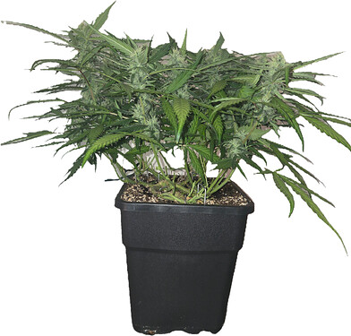 Eine Cannabis-Pflanze in einem schwarzen Topf nach dem Entlauben und LST-Training.