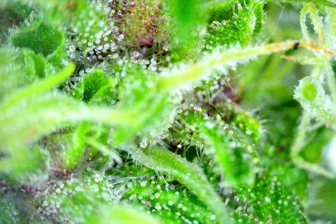 Grow25_0927_DPmicro6