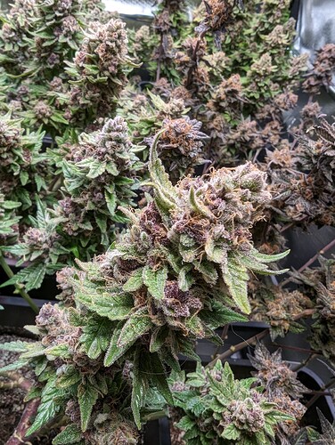 Growreport Bild 5