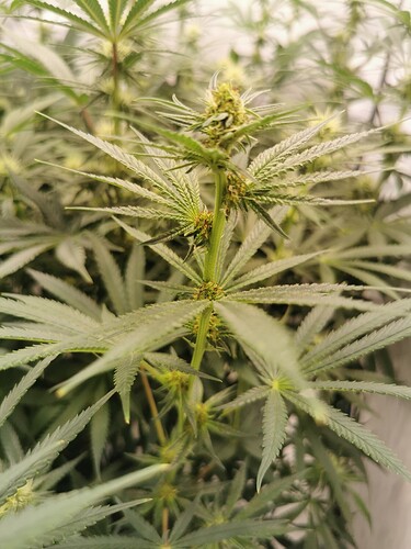 Growreport Bild 1