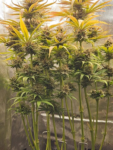 Growreport Bild 28