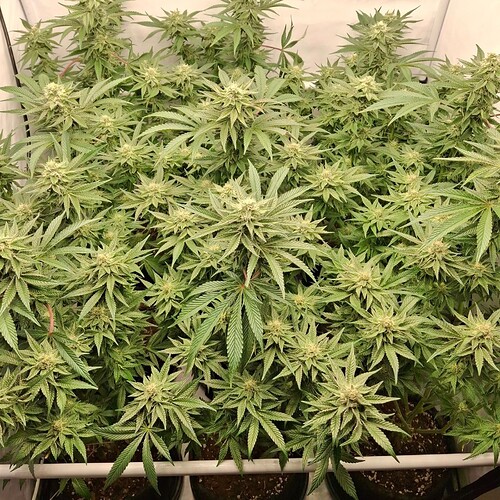 476177229_122166880508293599_7769893446515029136_n