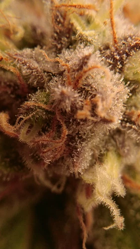 Growreport Bild 12