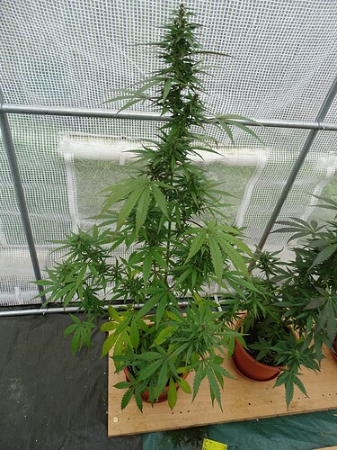 Growreport Bild 2