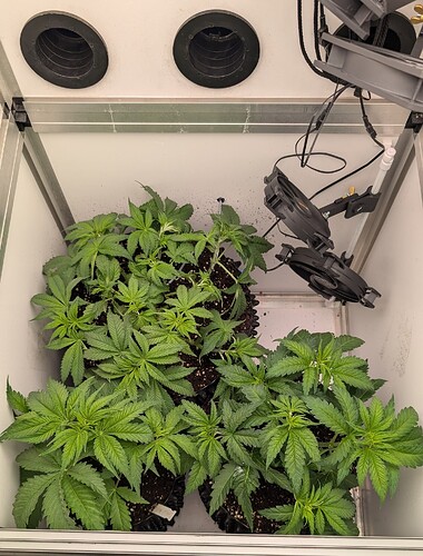 PXL_20250415_175921383.MP~2