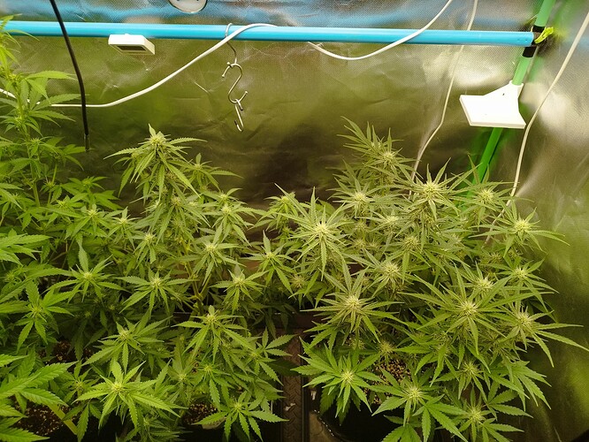 Growreport Bild 2