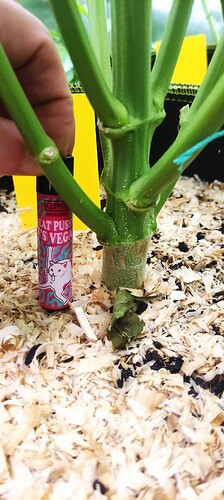 Growreport Bild 17