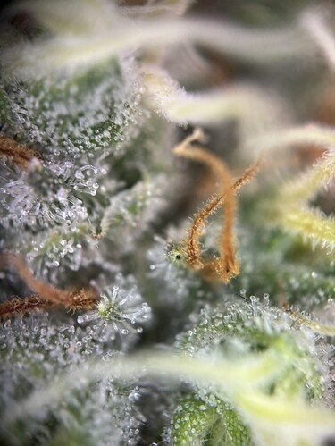Growreport Bild 100