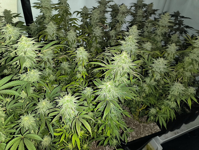 Growreport Bild 5
