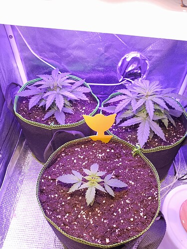 Growreport Bild 1
