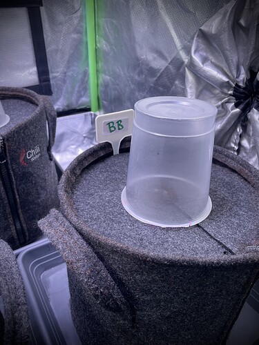 Growreport Bild 8