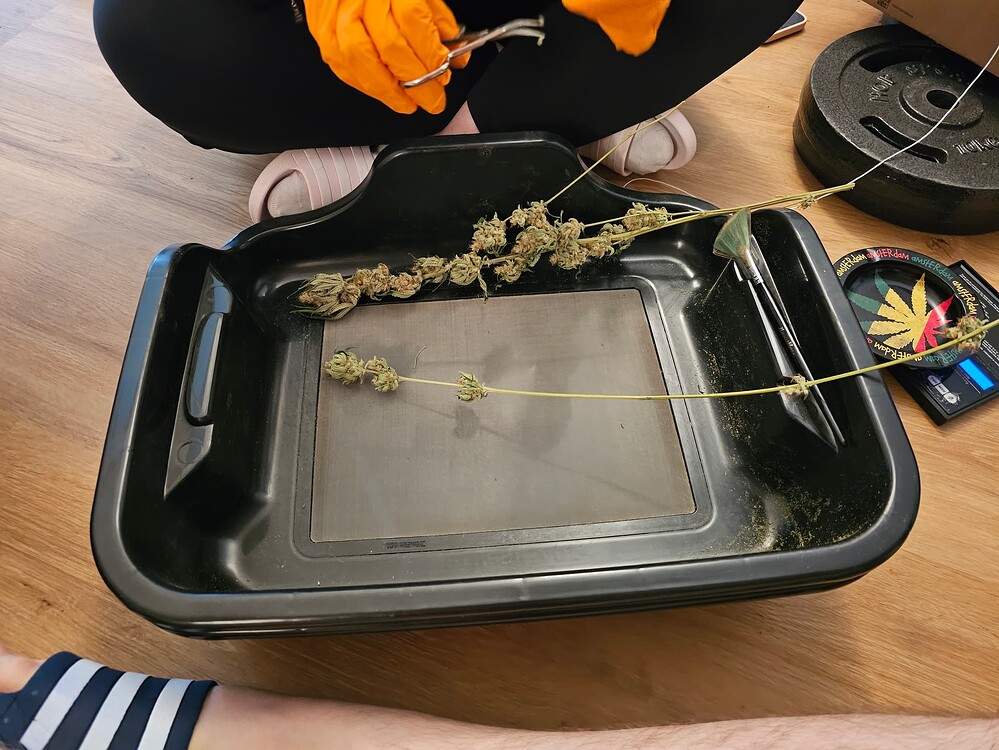 Ja, die Zeitschaltuhr ist richtig eingestellt. (Barney's Farm Wedding Cake Grow Nummer 420 dieses Forums)