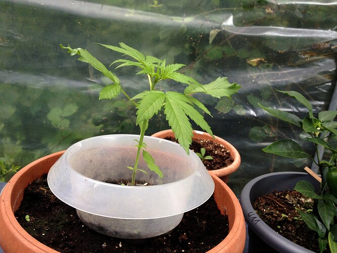 Growreport Bild 24