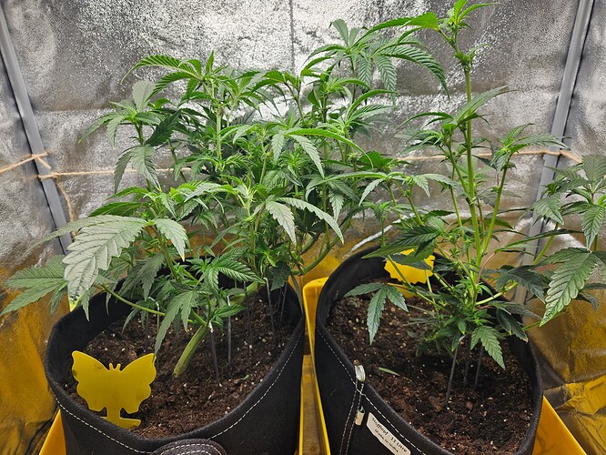 Growreport Bild 3