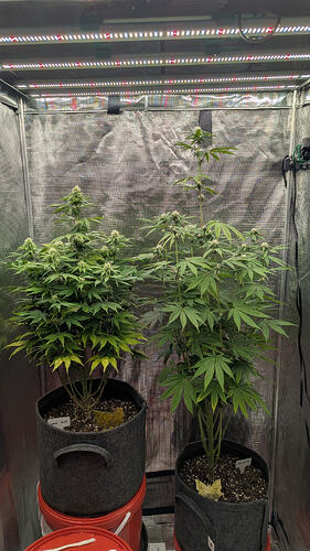 Growreport Bild 3