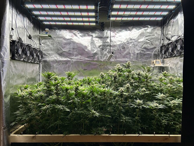 Eine Growbox mit mehreren Cannabis-Pflanzen in der Blütephase, beleuchtet von LED-Pflanzenlampen.