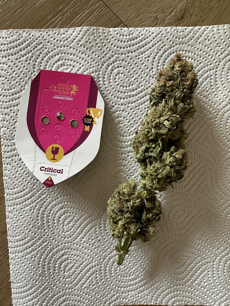 #1 Grow Report Beendet // Organic // 4 Sorten: NL, S-ZZ, SQ, Critical // 300w // 15l Topf