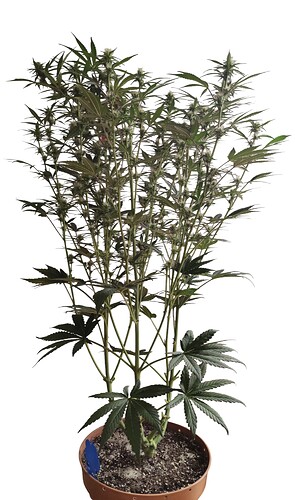 Growreport Bild 7