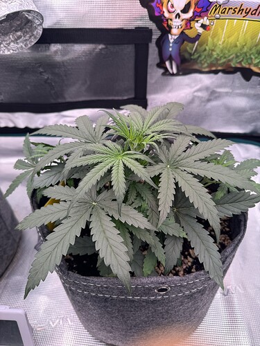 Growreport Bild 17