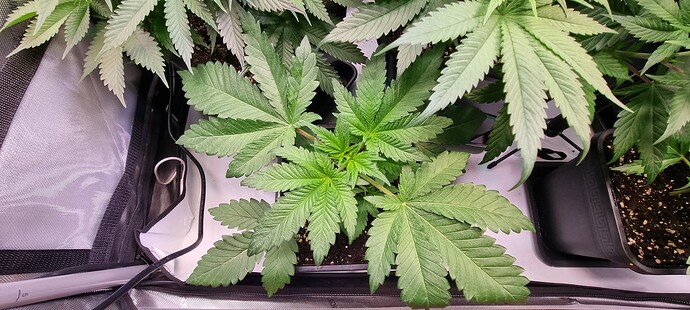 Growreport Bild 18