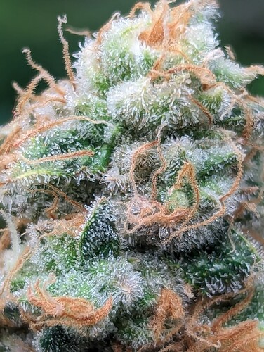 Growreport Bild 10