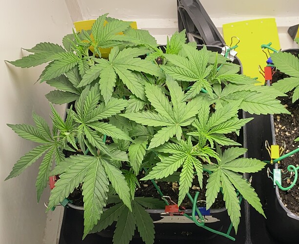 Growreport Bild 41