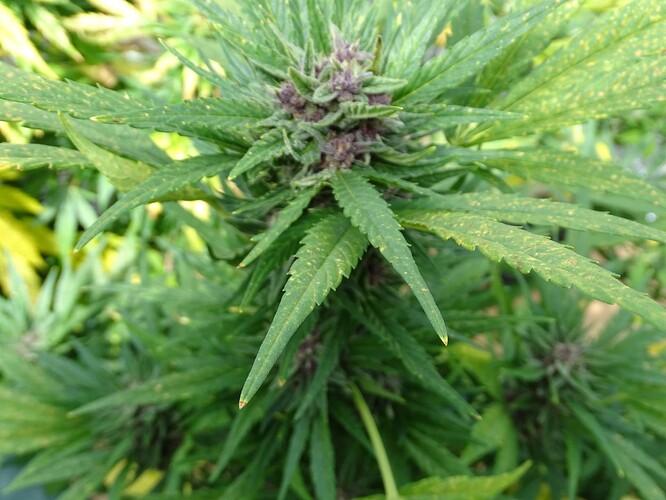 Growreport Bild 17