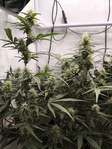 Growreport Bild 5