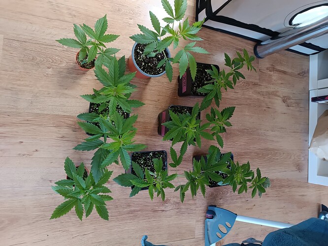 Growreport Bild 6