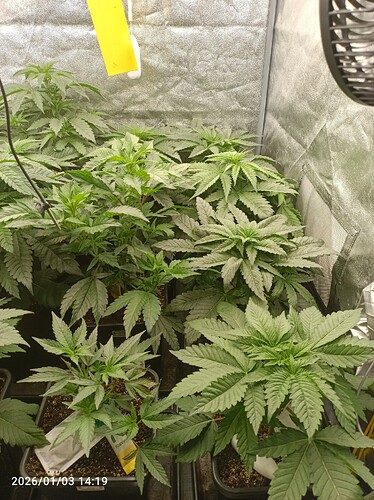 Growreport Bild 18