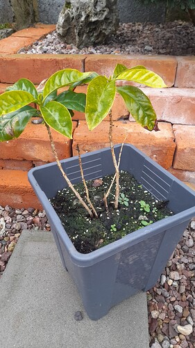 Growreport Bild 12