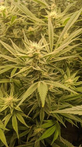 Growreport Bild 2