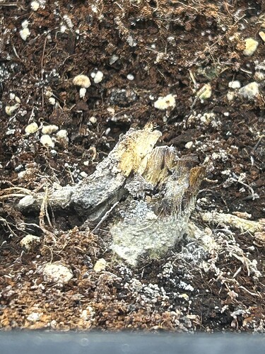 Growreport Bild 4