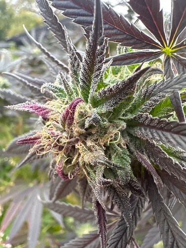 Growreport Bild 64