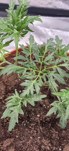 Growreport Bild 23